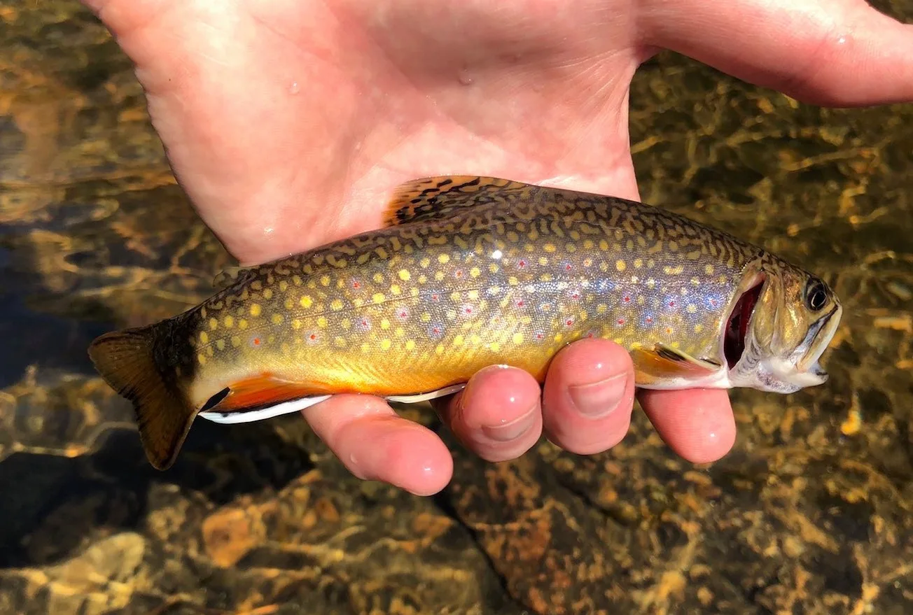 Brook trout in a man's hand