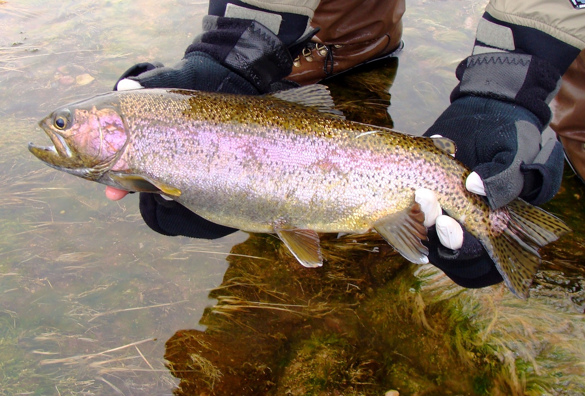 Fly-fisherman-wearing-gloves-holding-a-rainbow-trout