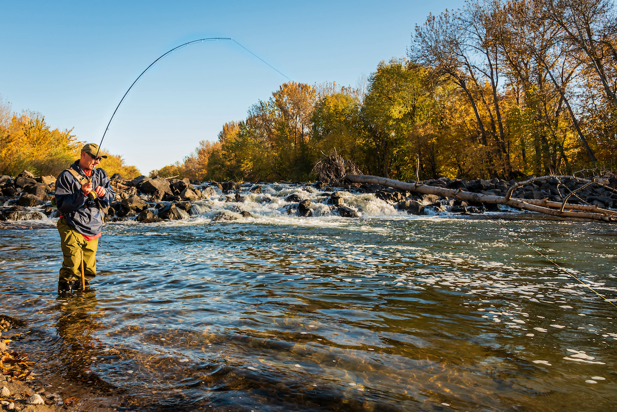 Man-pulling-a-fish-out-of-the-water-with-a-flexing-fly-rod