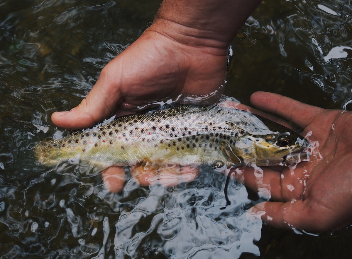Mans hands holding trout in a river
