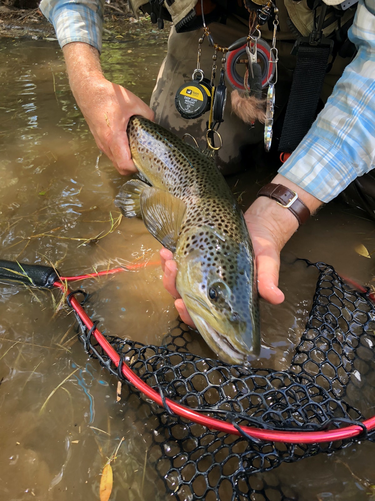 man holding a trout he caught fly fishing above his net